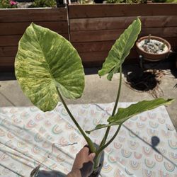 Alocasia Gageana Aurea Cutting
