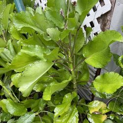 Miracle leaf(kalanchoe pinnata) plant (6 inch pot, 2 plants for 10 dollars)