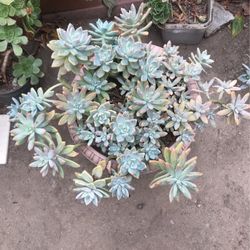 Succulents 