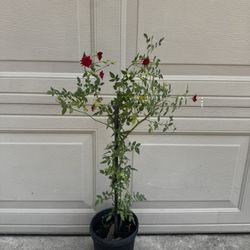 Red Rose Creeper Climber 