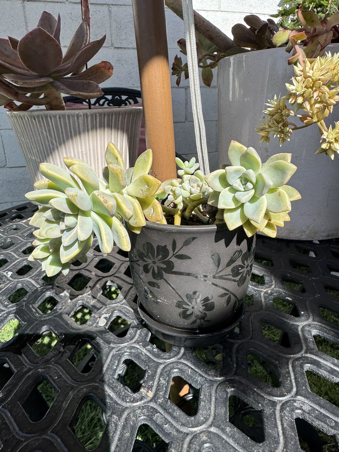 Succulent