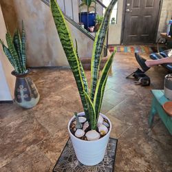 Sansevieria Snake Plants With Pinecone Cactus In Ceramic Pot 
