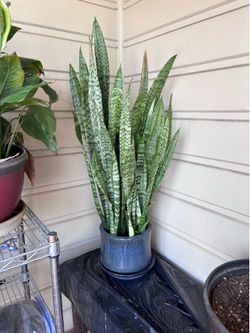 Snake plants