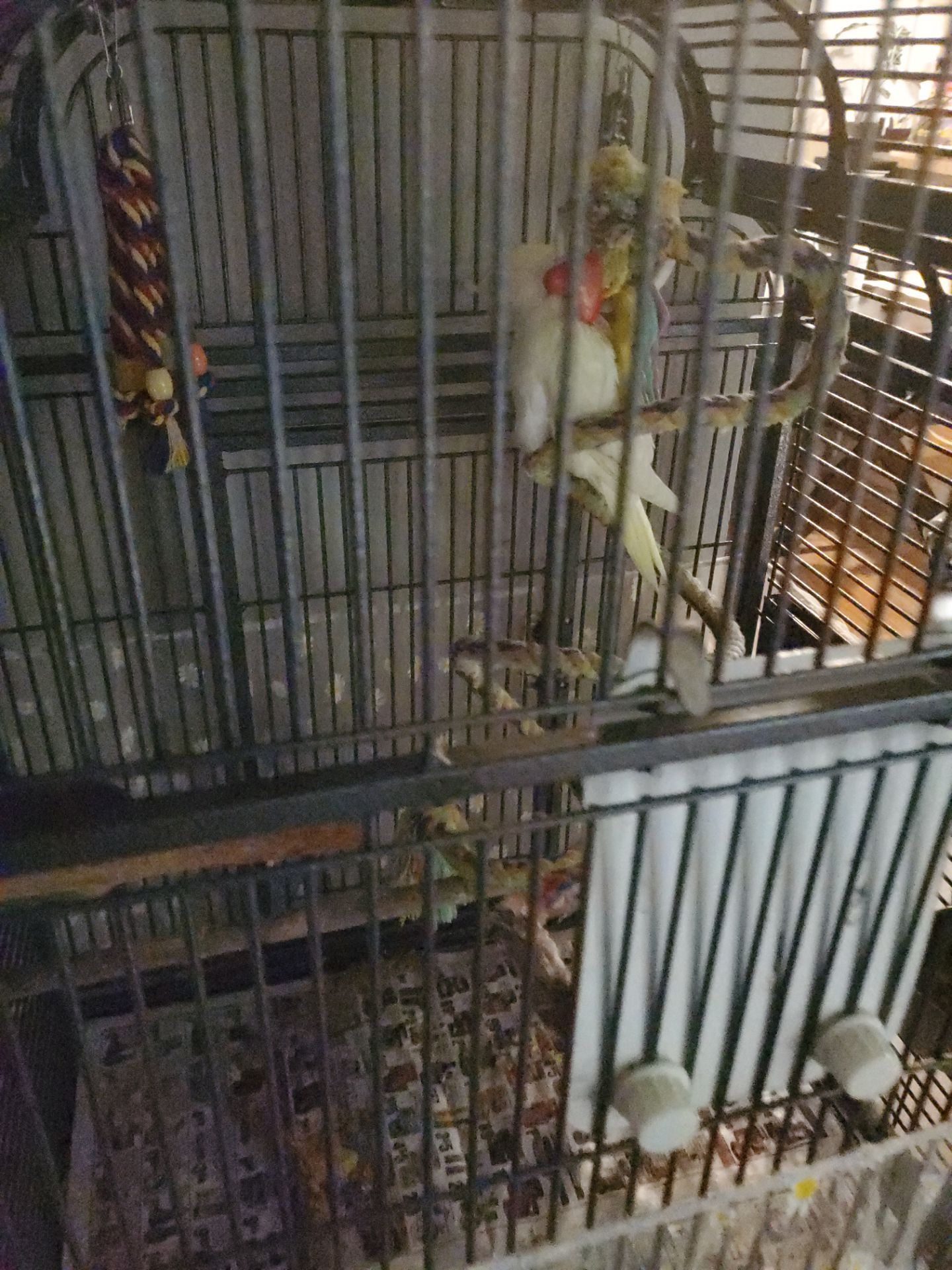 Bird cage