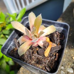 $3 Sempervivum Groundcover Plants In Plastic Container Of Varying Condition 