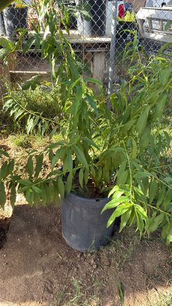 Large Potted Tree Plant in Black Container