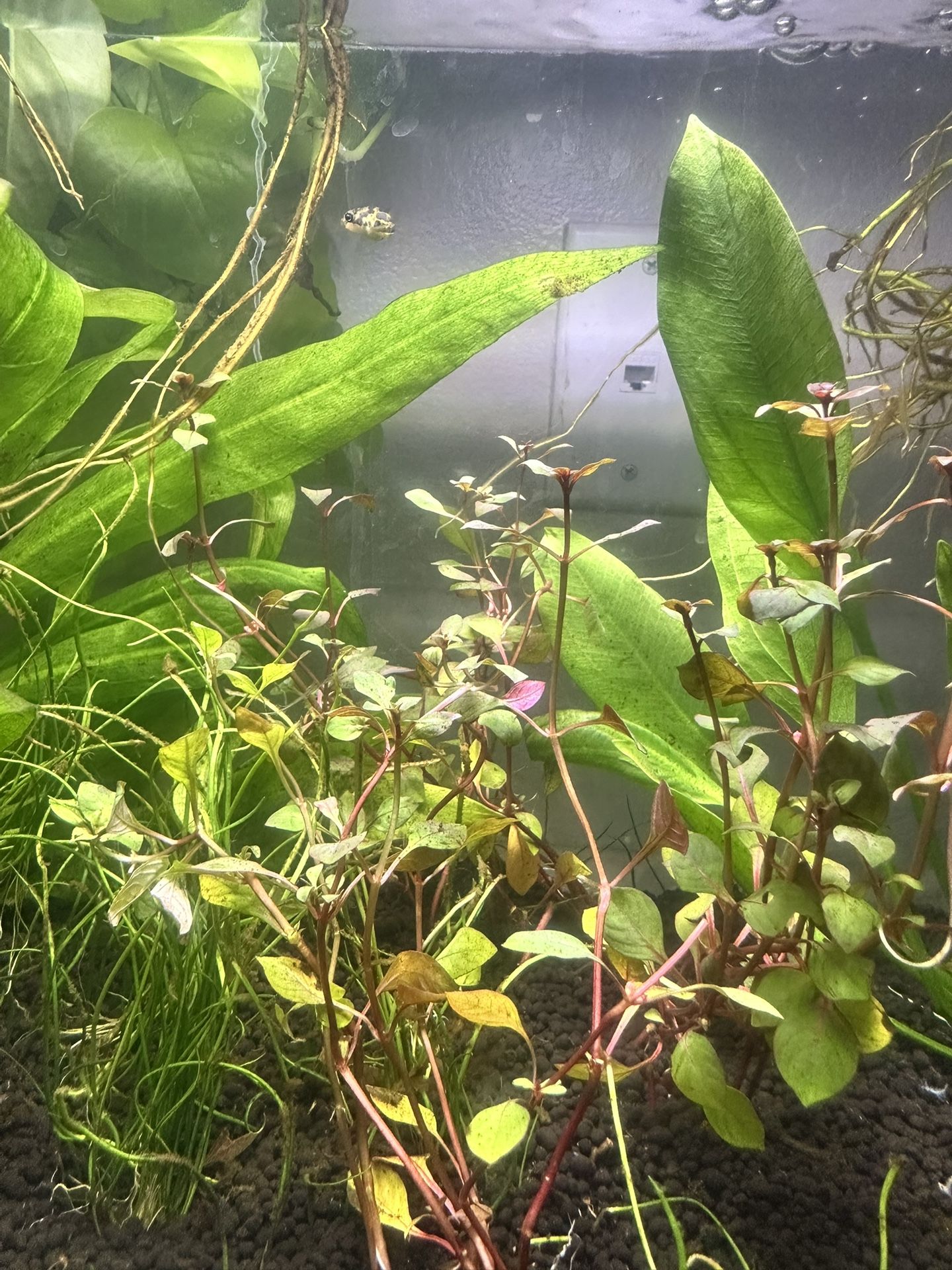 π‘ 10-Gallon Planted Tank w/ Pea Puffer β $150 (Pick Up Only)