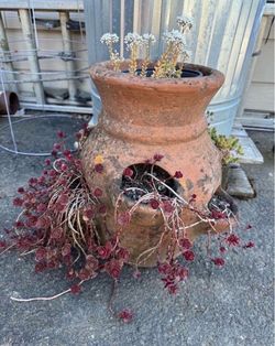 Old garden pot with plants  (roughly 14 in tall)