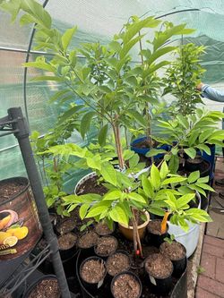 Sugar Apple Plant
