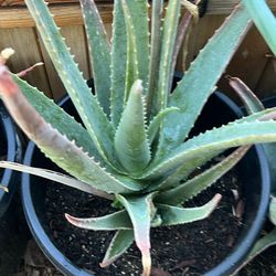 Healthy Aloe Plants 