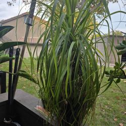 Selling Plants Very Cheap