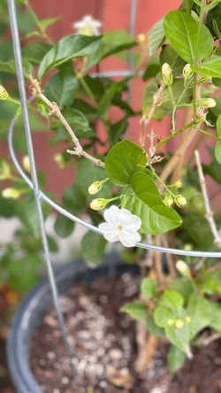 šæ Arabian Jasmine / Sambac Jasmine ā 5 Gallon šæ