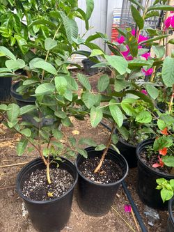 Pink Mexican guava in a 5-gallon pot