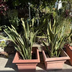 Plants 