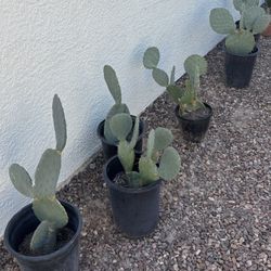 Various Prickly Pear Cactus