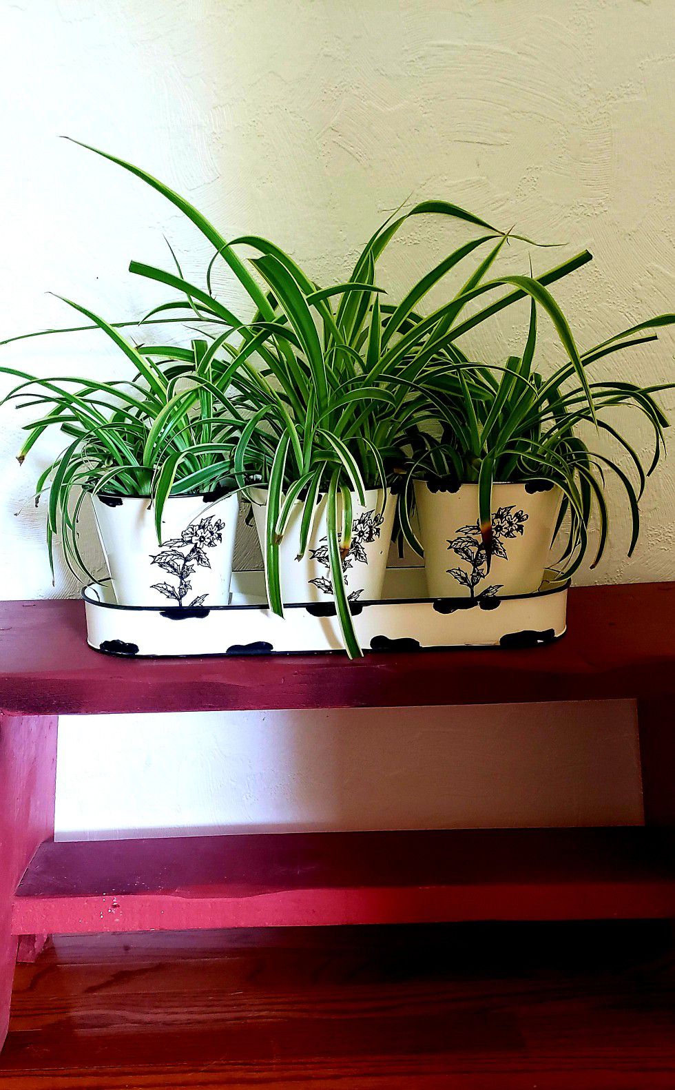 3 spider plants and tray