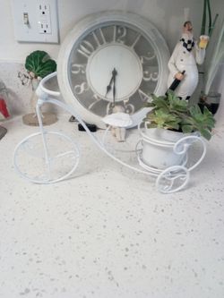 bicycle pot and kiwi plants