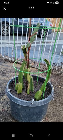 Plant Sale 