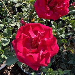 Rose Bush