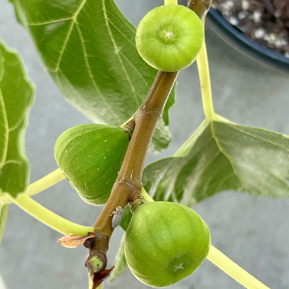 Potted Fig Fruit Tree Live Plants