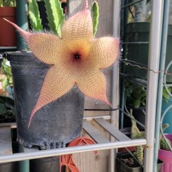 Stapelia 