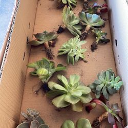 Fresh Succulents