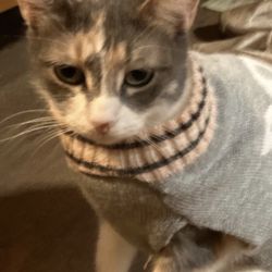 Boss Sweater
