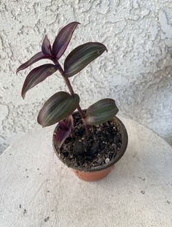 3 Inch Pot Succulent Plant- Tradescantia Zebrina Violet - Wandering Dude - Live Succulent - Rooted & Established - Drought Resistant - 🪴