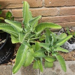 Plant 