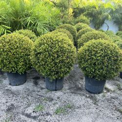 Single Ball Topiary In 7 gls Pot. SPECIAL PRICE 🤩