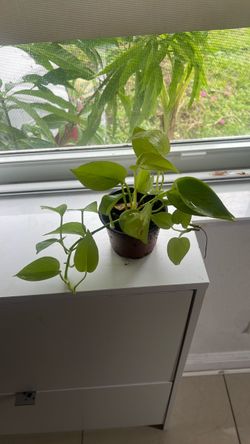 Neon pothos available 4”