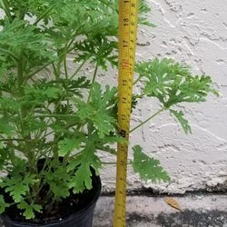 Citronella Scented Geranium Plant,  Live 