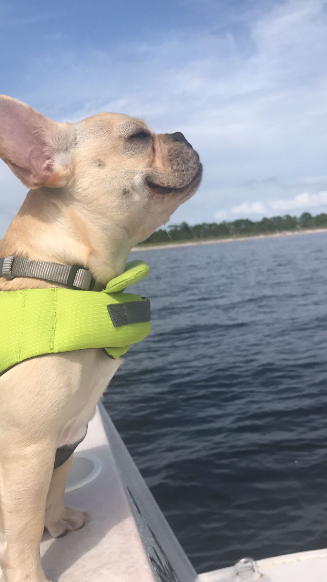 $5 Reflective Dog Life Jacket Small