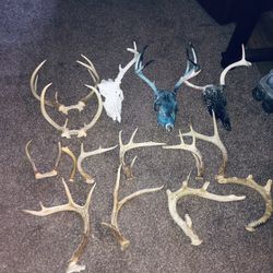 Deer Antlers Sheds. Hunting