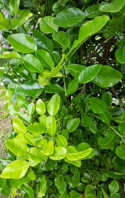 40 Double Fresh Kaffir Lime Leaves,Thai Gourmet Herbs Citrus Hyst