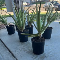 Succulents - Snake and Aloe Plants