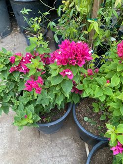 Torch glow Bugambilia