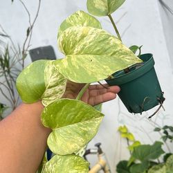 House Live Plant Pothos  Multi Benefits 