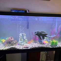Fish Tank And Stand