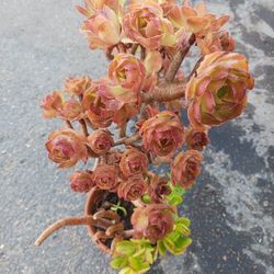 Cactus/Succulent SEE OTHER OFFERS 