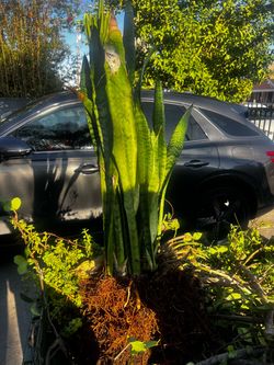 Plant for free