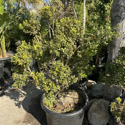 Japanese boxwood topiary bonsai 