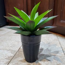 Black Vase with Plant