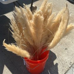 Pompas Grass 3 For $5