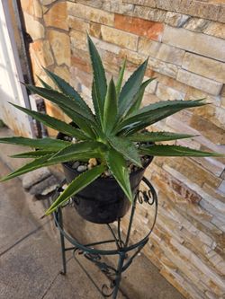 Agave 
