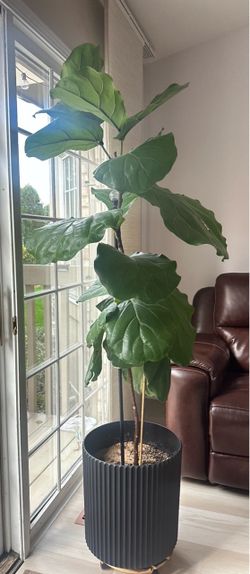 Healthy 5-Foot Fiddle Leaf Fig Tree (62") + Modern Planter