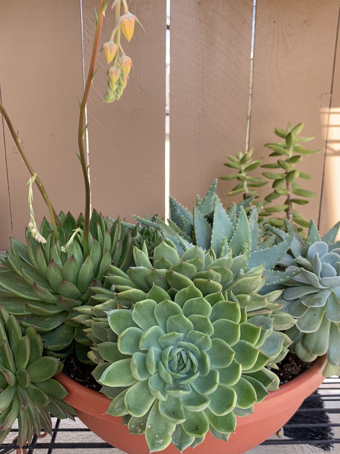 Large Potted Succulents