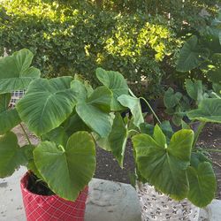 Elephant Ear Plants 