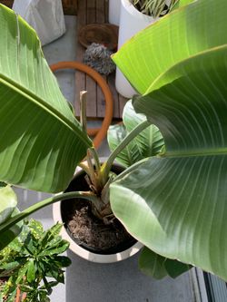 Potted white bird of Paradise-live Real Tree/plant