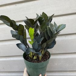Raven Zz Plant In 6” Pot